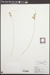 Juncus brachycarpus image