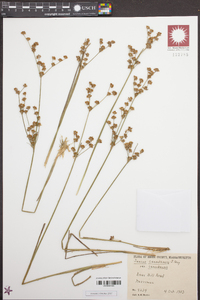 Juncus canadensis var. canadensis image