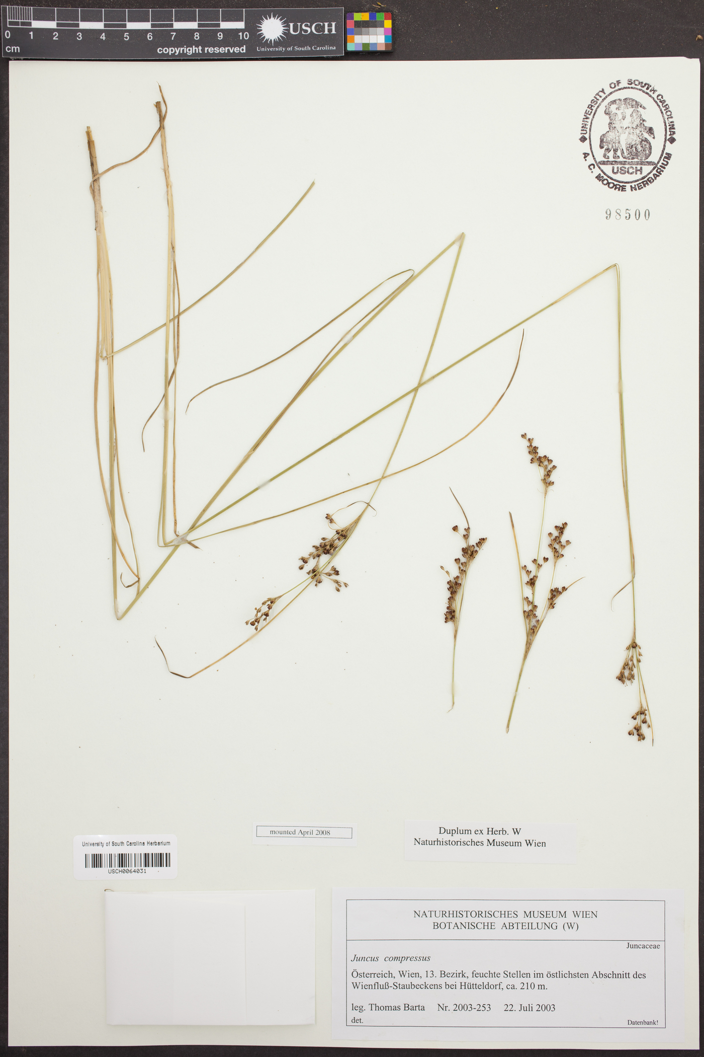 Juncus compressus image