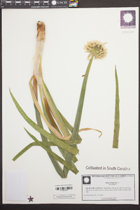 Allium fistulosum image