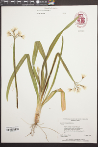 Allium triquetrum image