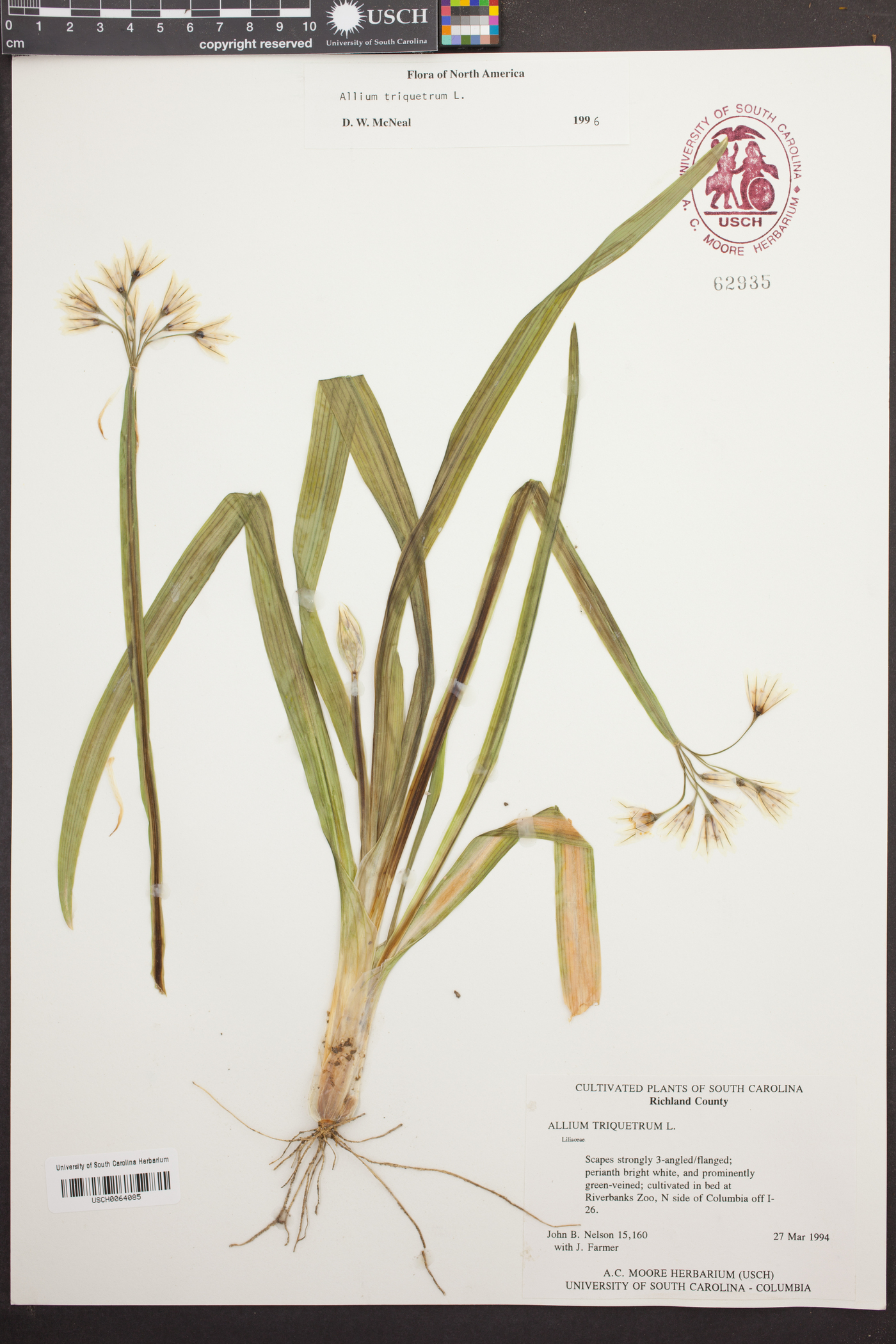 Allium triquetrum image