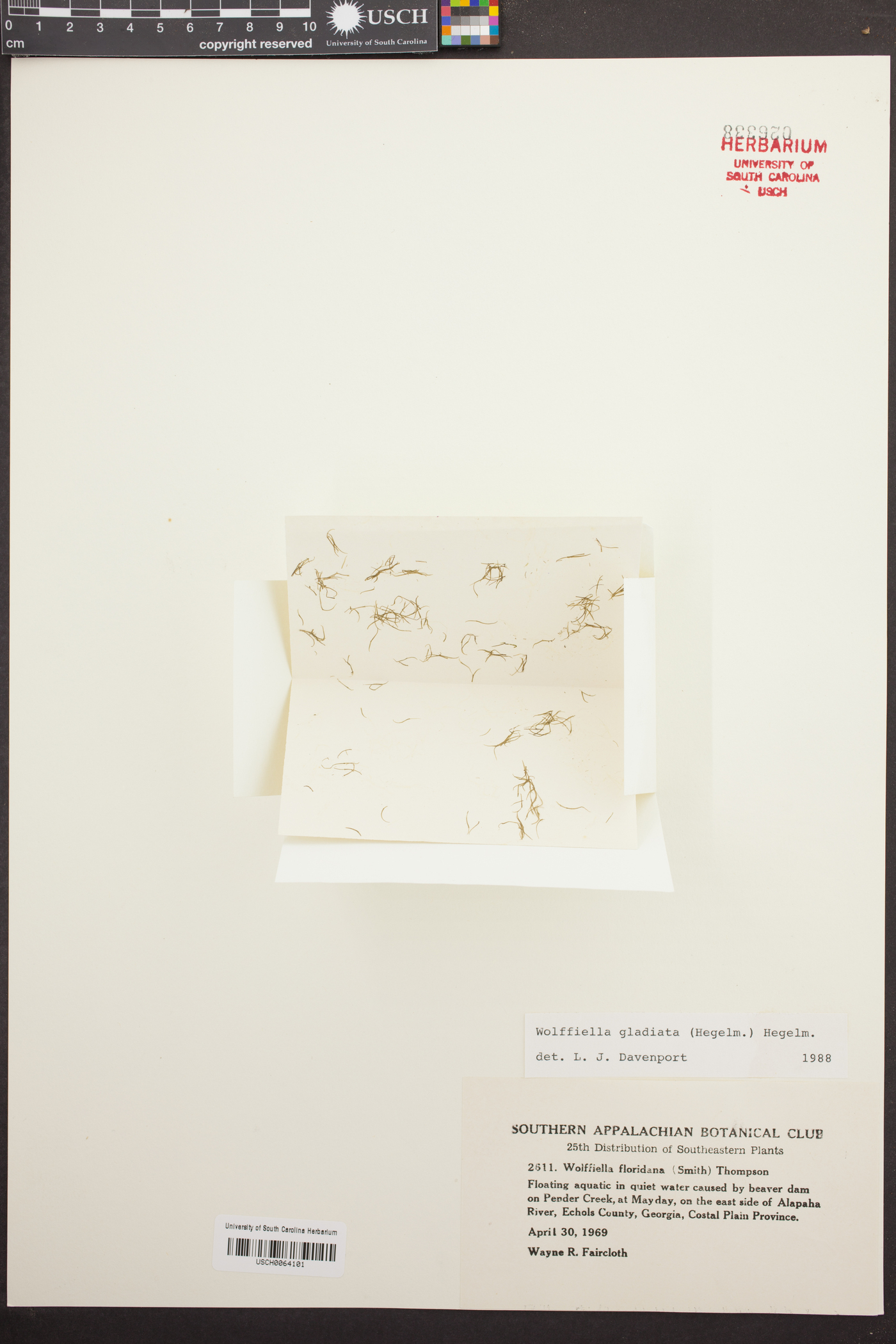 Wolffiella floridana image