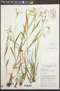 Luzula parviflora image