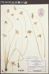 Allium canadense var. mobilense image