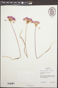 Allium acuminatum image