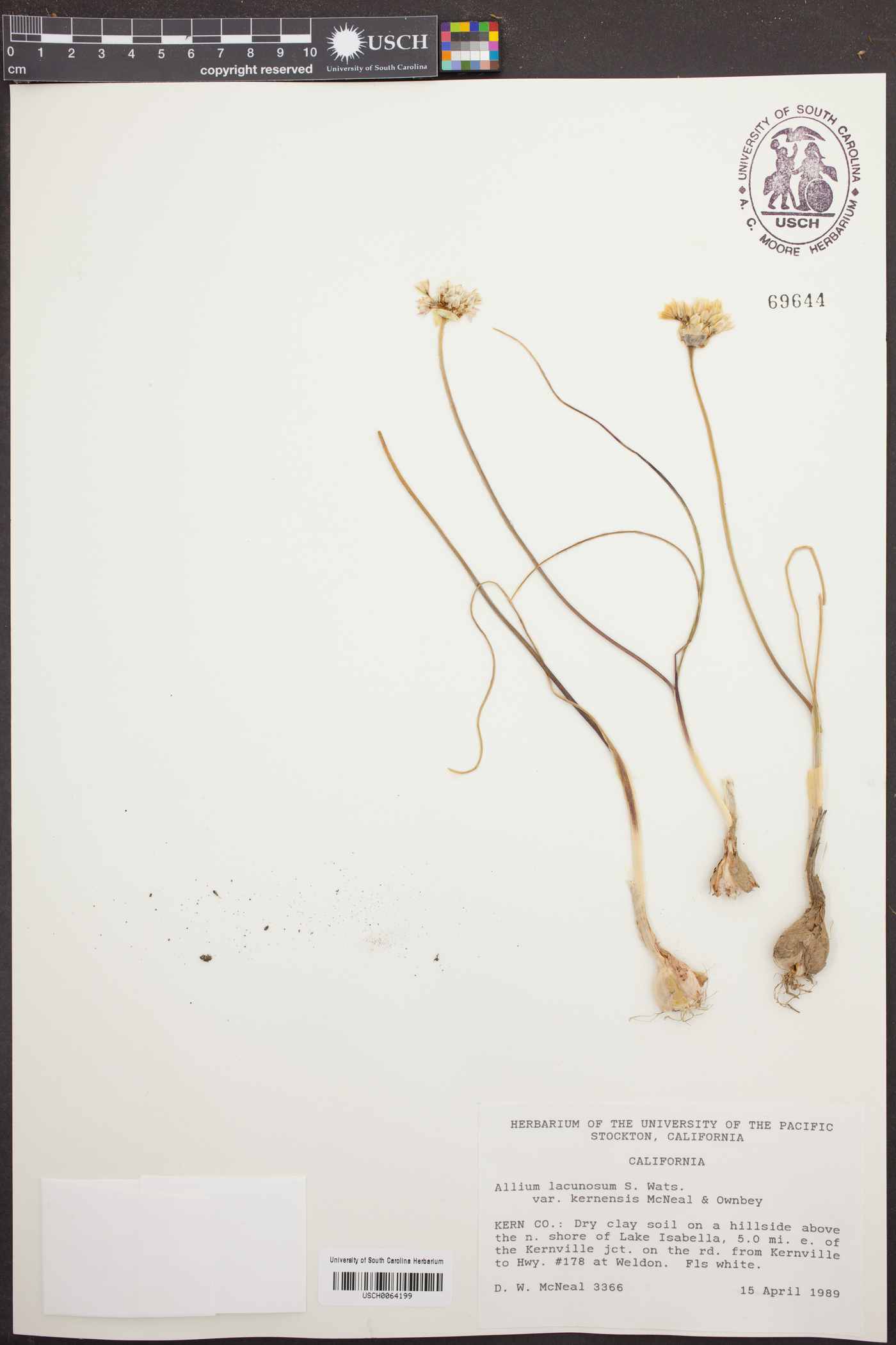 Allium lacunosum var. kernensis image