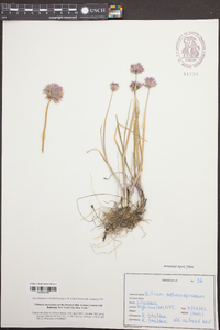 Allium schoenoprasum image