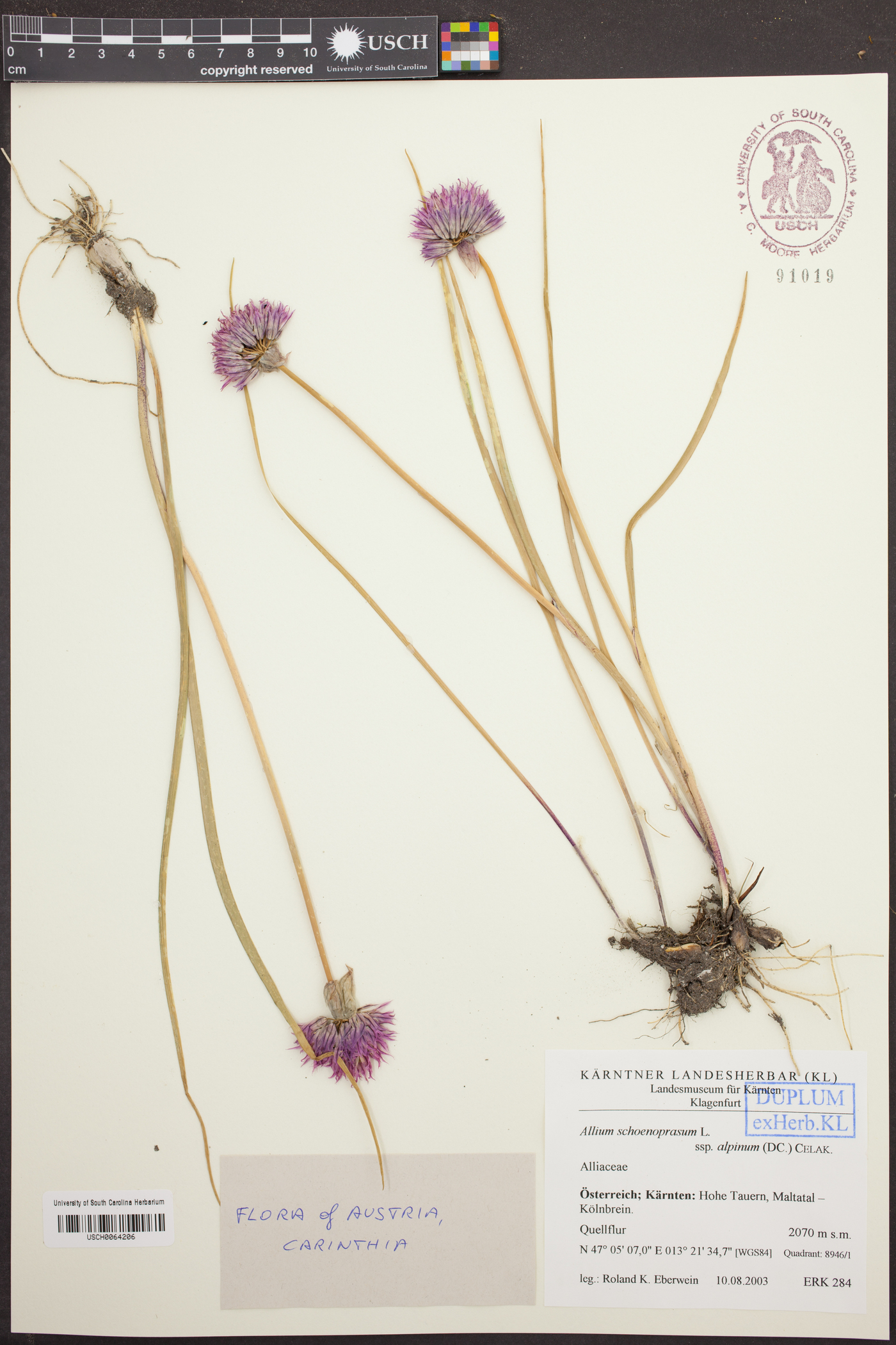 Allium schoenoprasoides image