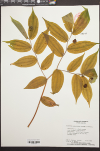 Disporum lanuginosum image