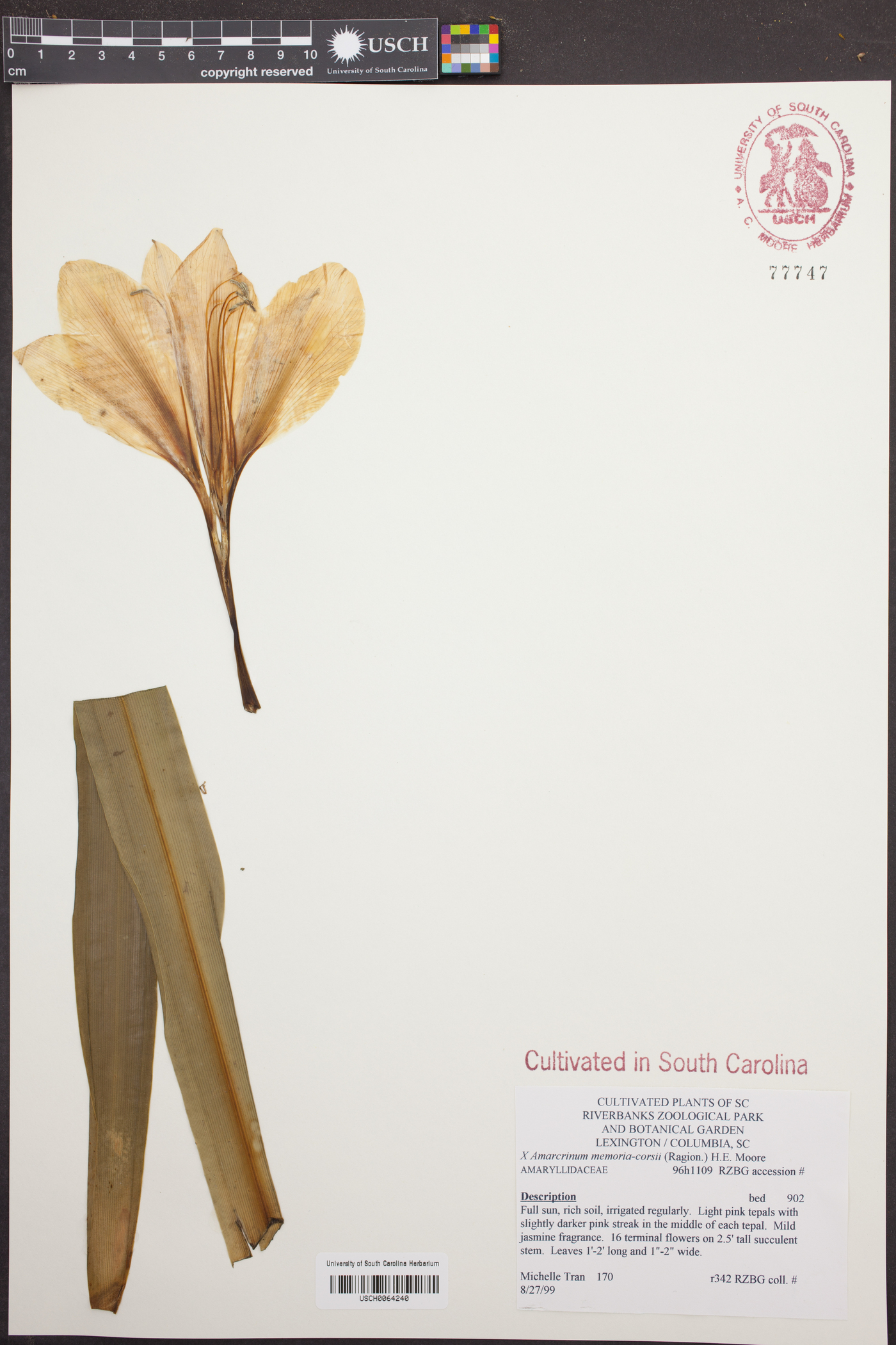 Amarcrinum memoria-corsii image