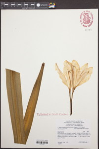 Amarcrinum memoria-corsii image