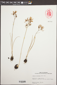 Camassia leichtlinii image