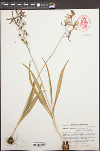 Camassia quamash image