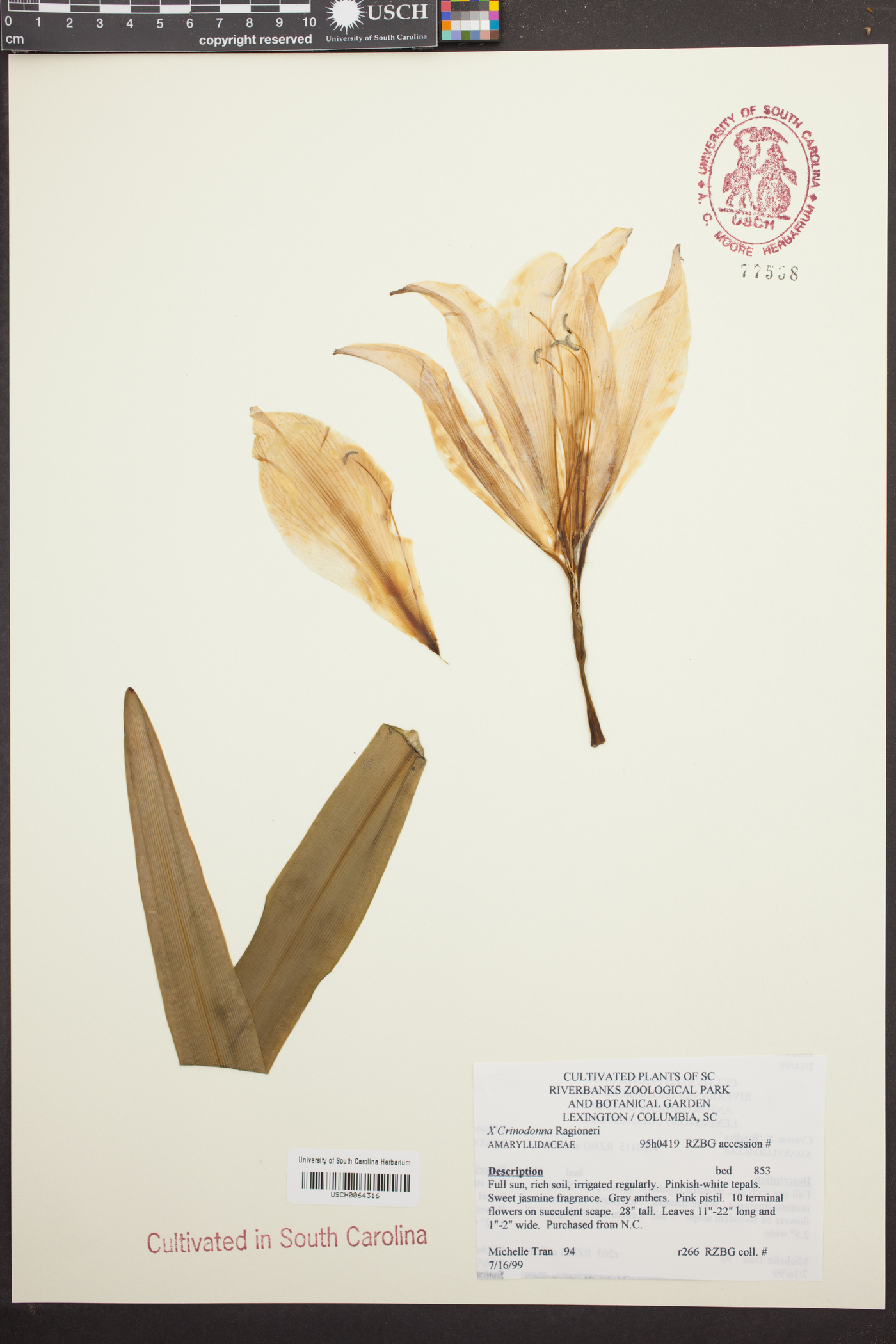 Amarcrinum image