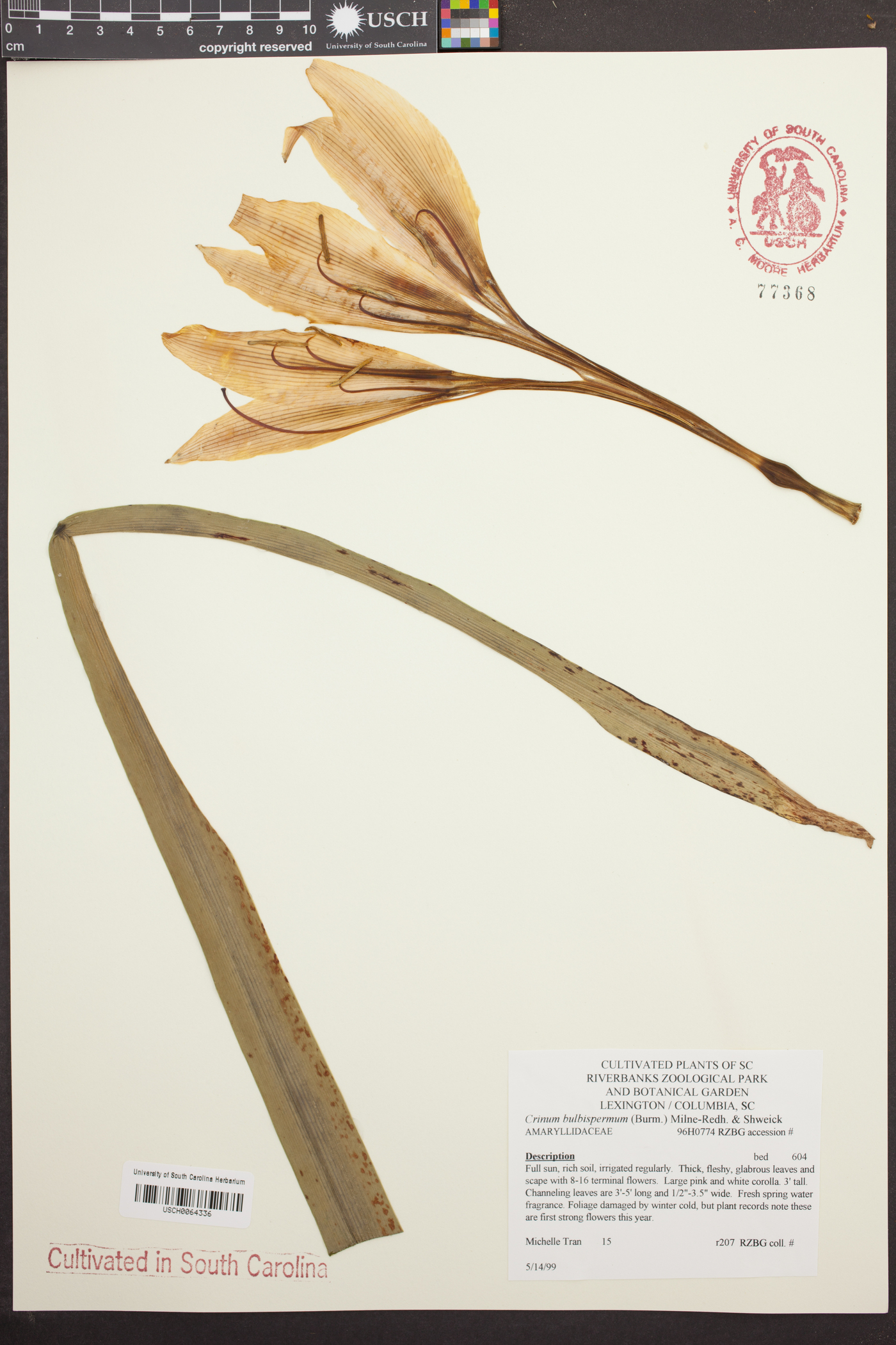 Crinum bulbispermum image