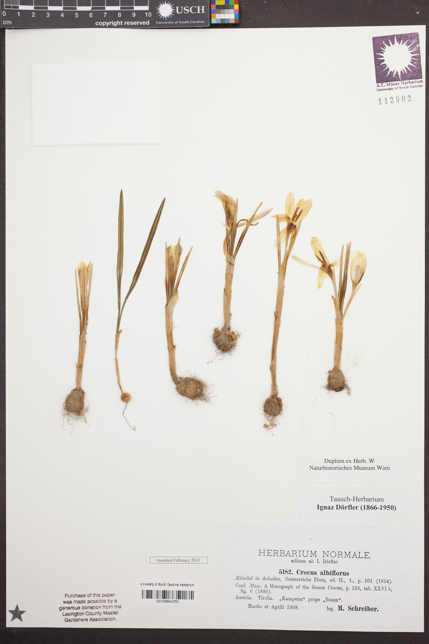 Crocus vernus image