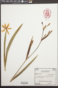 Dianella tasmanica image