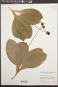 Clintonia borealis image