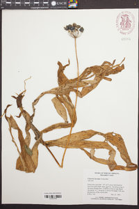 Clintonia borealis image