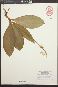 Clintonia borealis image