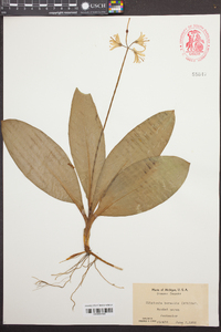 Clintonia borealis image