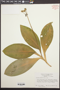 Clintonia borealis image