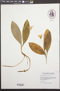 Clintonia uniflora image