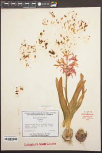 Hyacinthus orientalis image