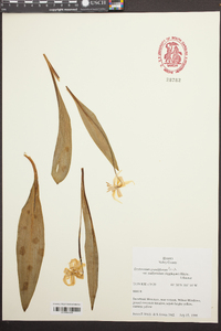 Erythronium grandiflorum var. nudipetalum image