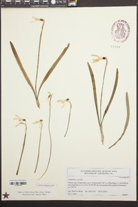 Galanthus nivalis image