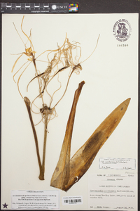 Hymenocallis coronaria image