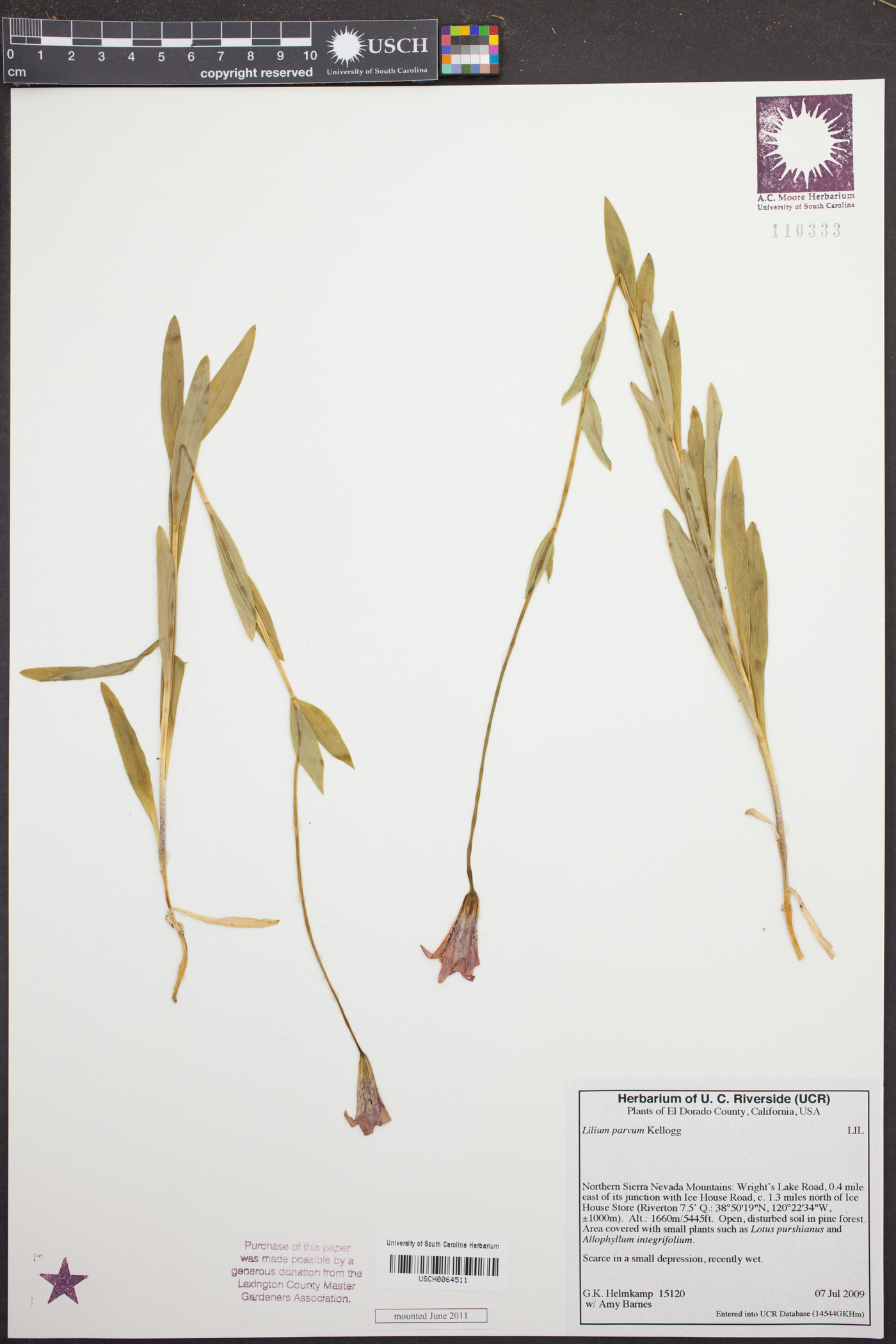 Lilium parvum image
