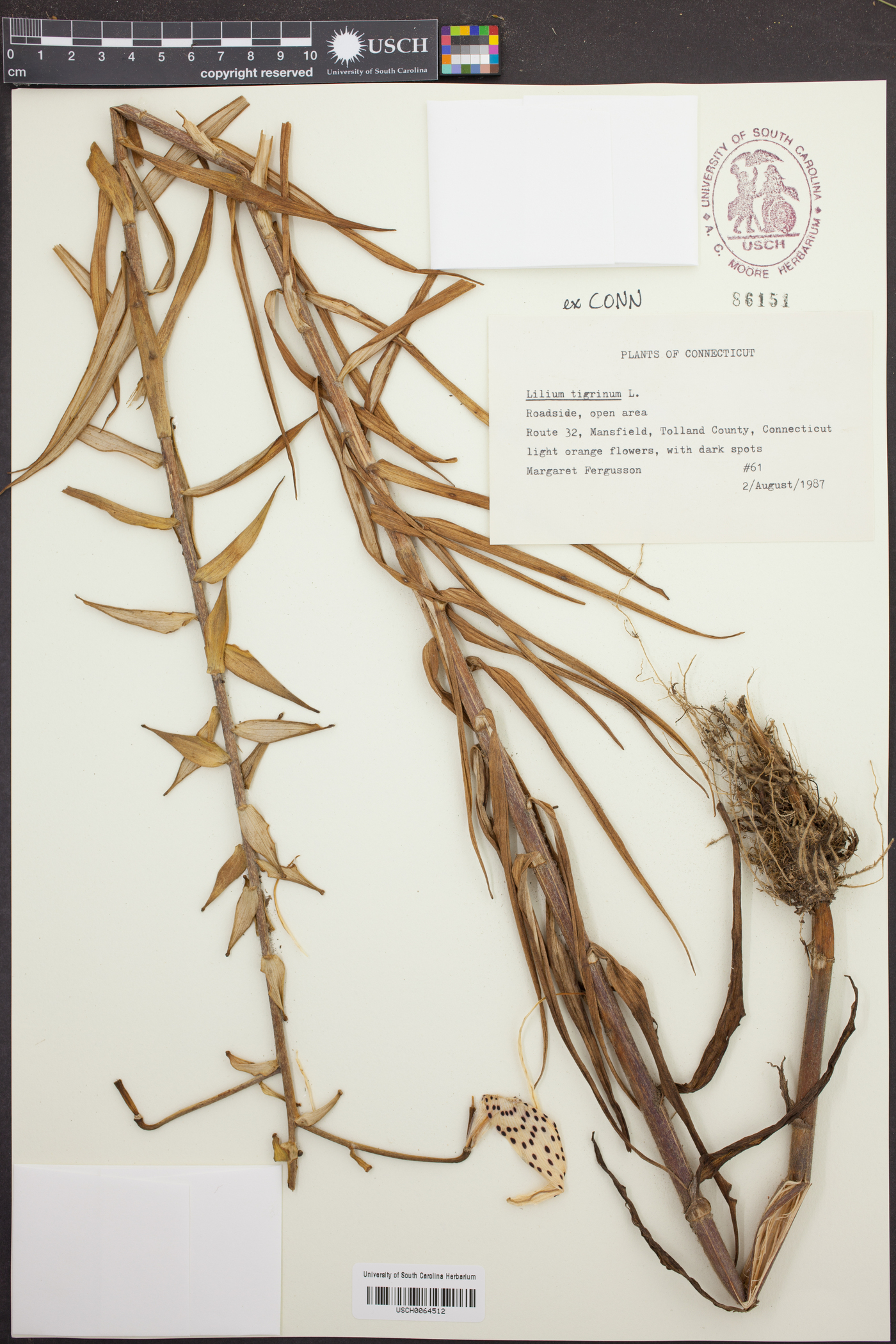 Lilium tigrinum image