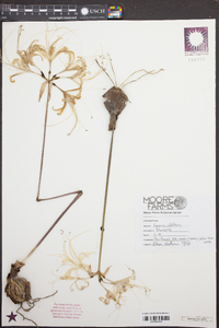 Lycoris albiflora image