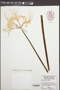 Lycoris albiflora image