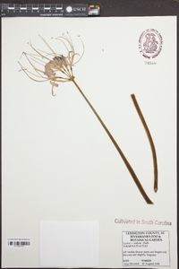 Lycoris radiata image