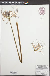 Lycoris radiata image