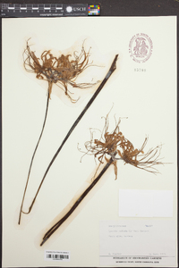 Lycoris radiata image