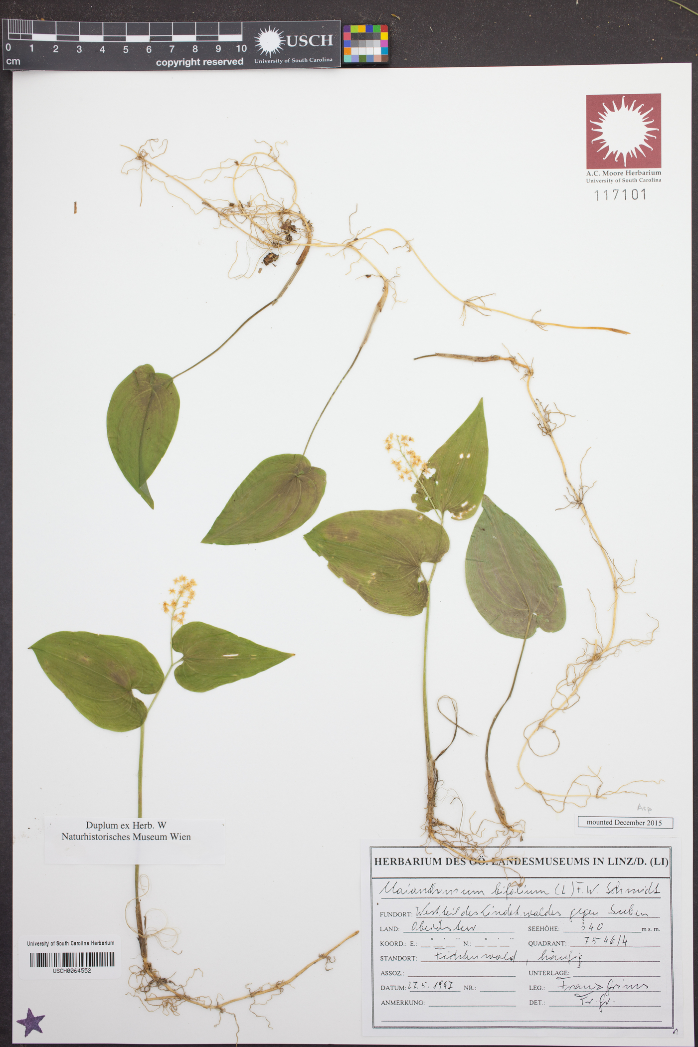 Maianthemum bifolium image