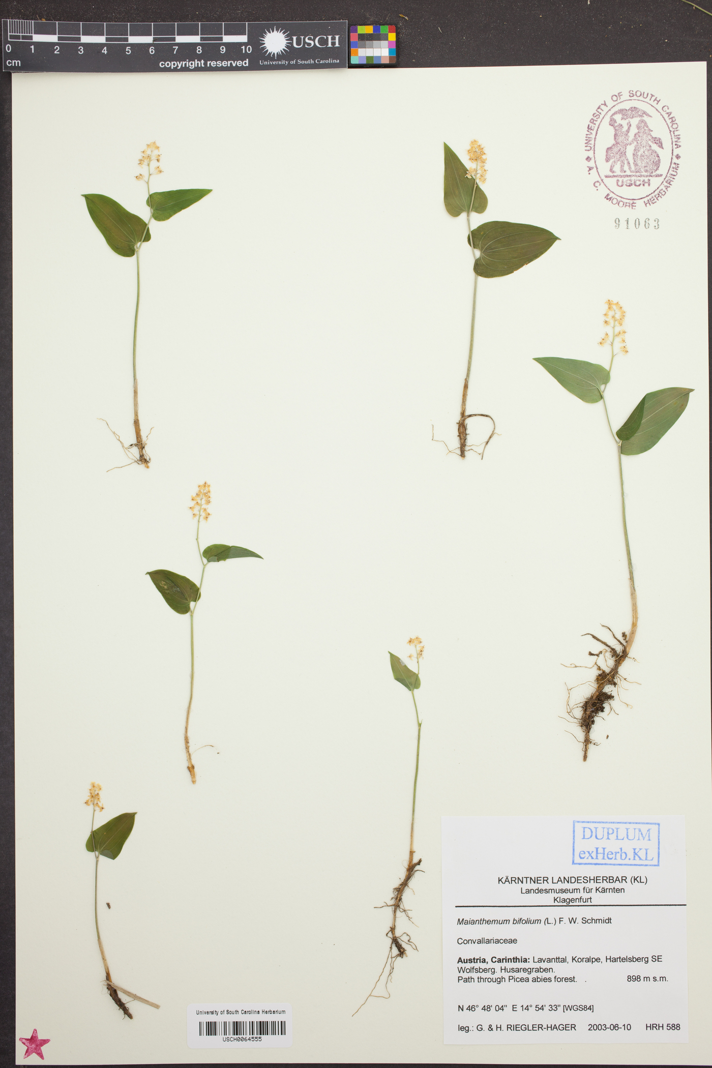 Maianthemum bifolium image