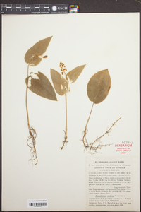 Maianthemum canadense image