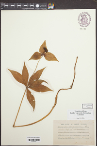 Medeola virginiana image