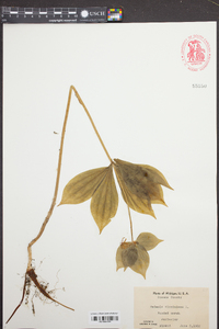 Medeola virginiana image