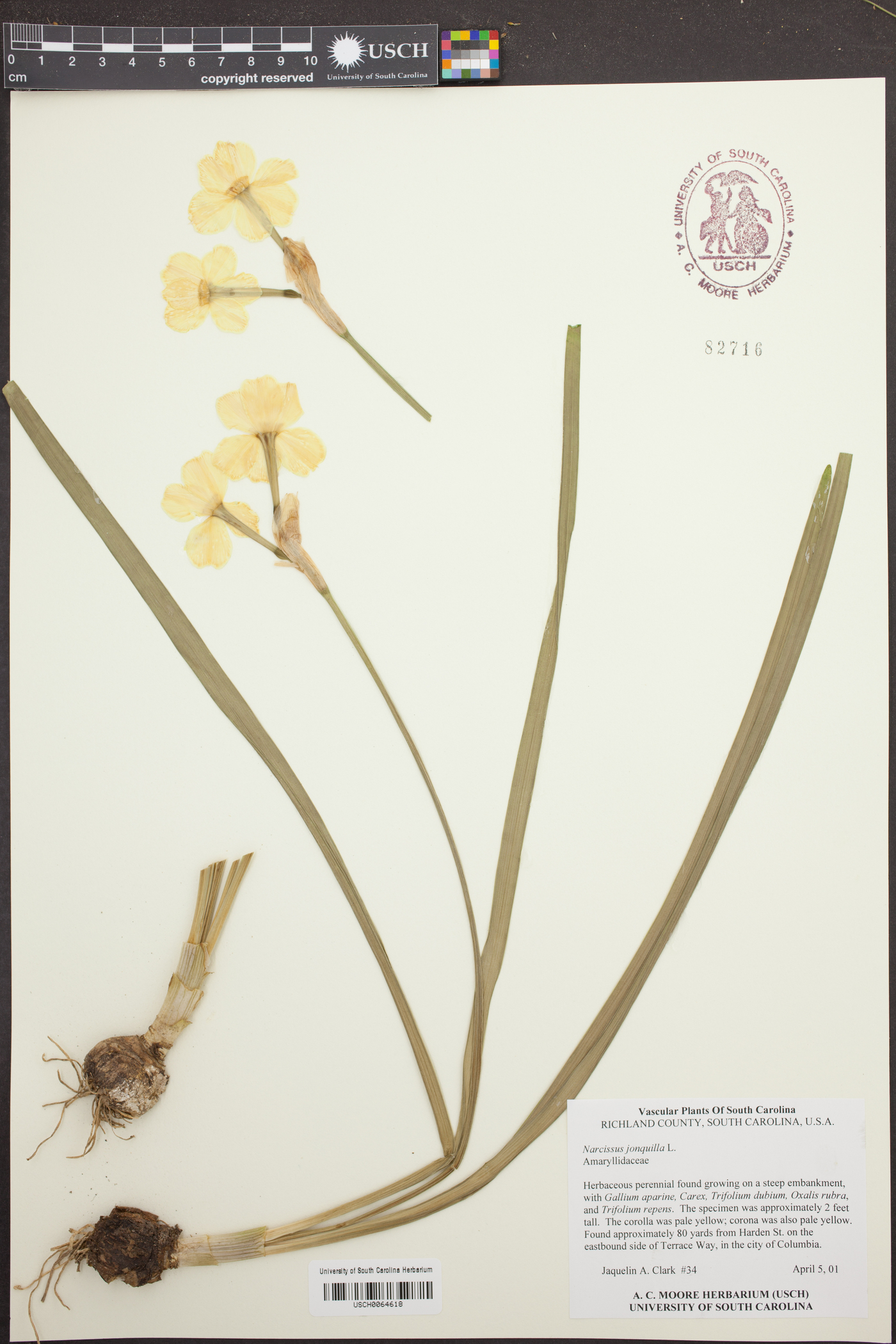 Narcissus jonquilla image