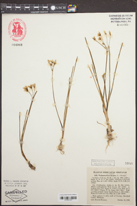Nothoscordum bivalve image
