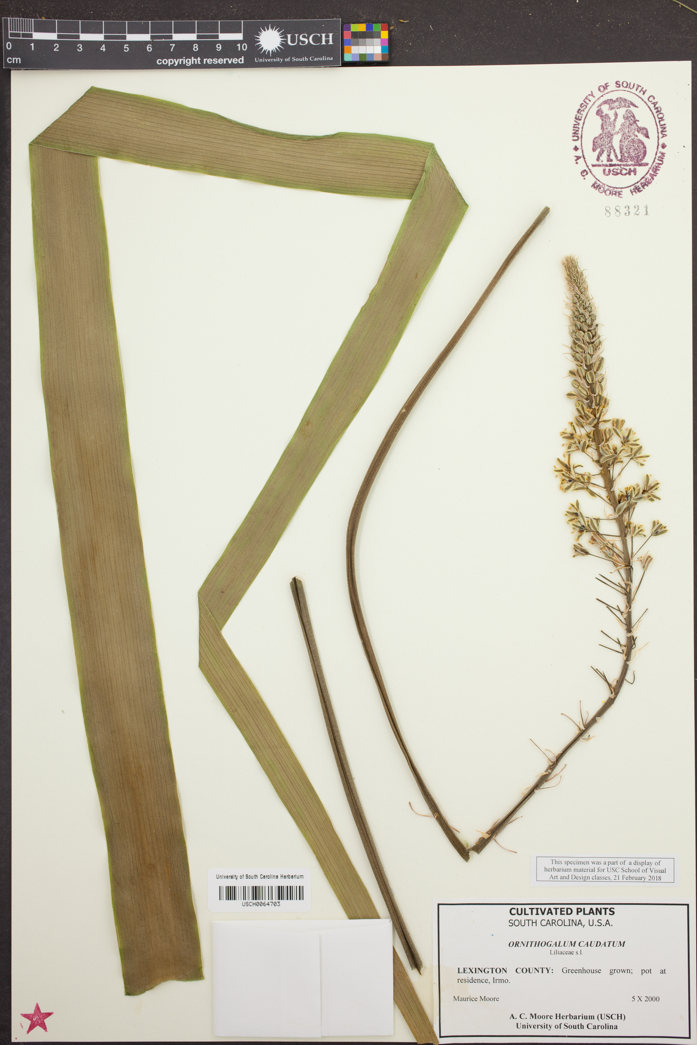 Ornithogalum caudatum image