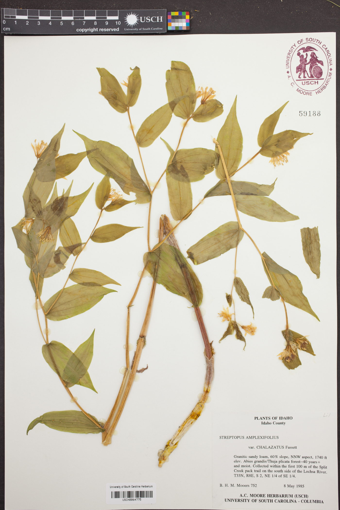 Streptopus amplexifolius var. chalazatus image