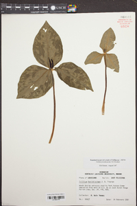 Trillium foetidissimum image