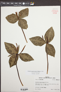 Trillium ludovicianum image